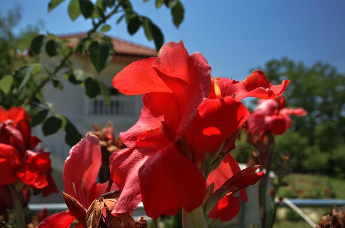 Helen Apartments Lukovë Dış mekan fotoğraf